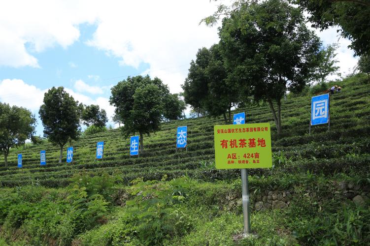 山国工夫茶与链茶汇 一杯茶里的协作新章